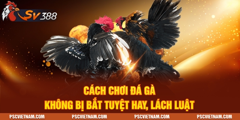 cách chơi đá gà không bị bắt
