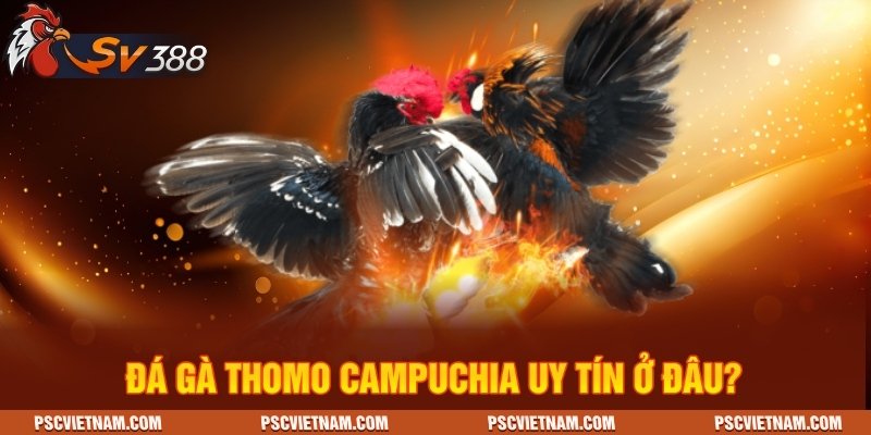 Đá gà Thomo Campuchia