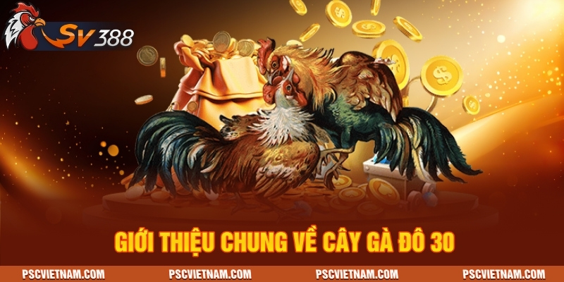 Giới thiệu chung về Cây gà đô 30