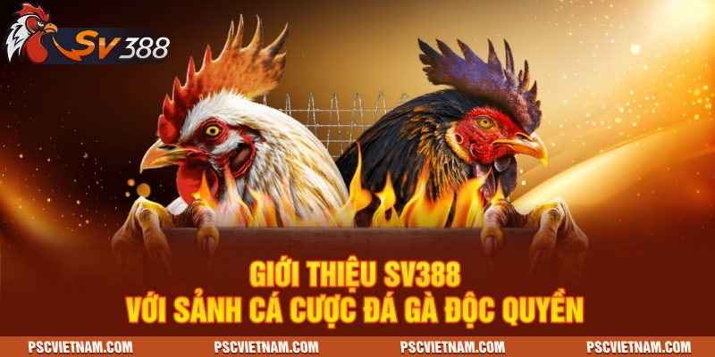 Giới thiệu SV388 với sảnh cá cược đá gà độc quyền