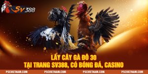 Cây Gà Đô 30