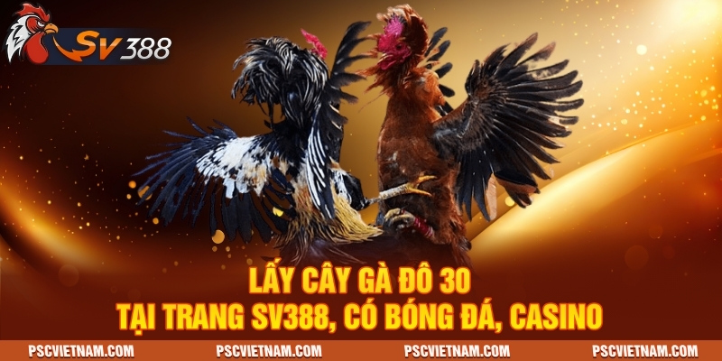 Cây Gà Đô 30