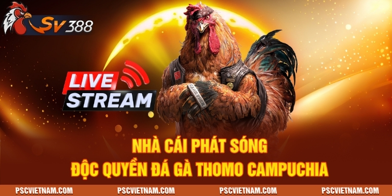 Nhà cái phát sóng độc quyền Đá gà Thomo Campuchia